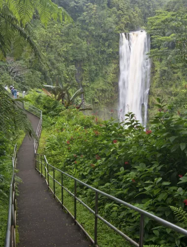Akaka Falls State Park A paved path surrounded by lush greenery leading to the majestic Falls.