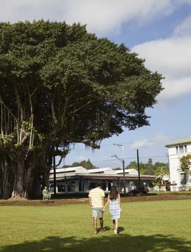 Downtown Hilo A couple walking on a grassy lawn near a large tree and historic buildings in Downtown Hilo.