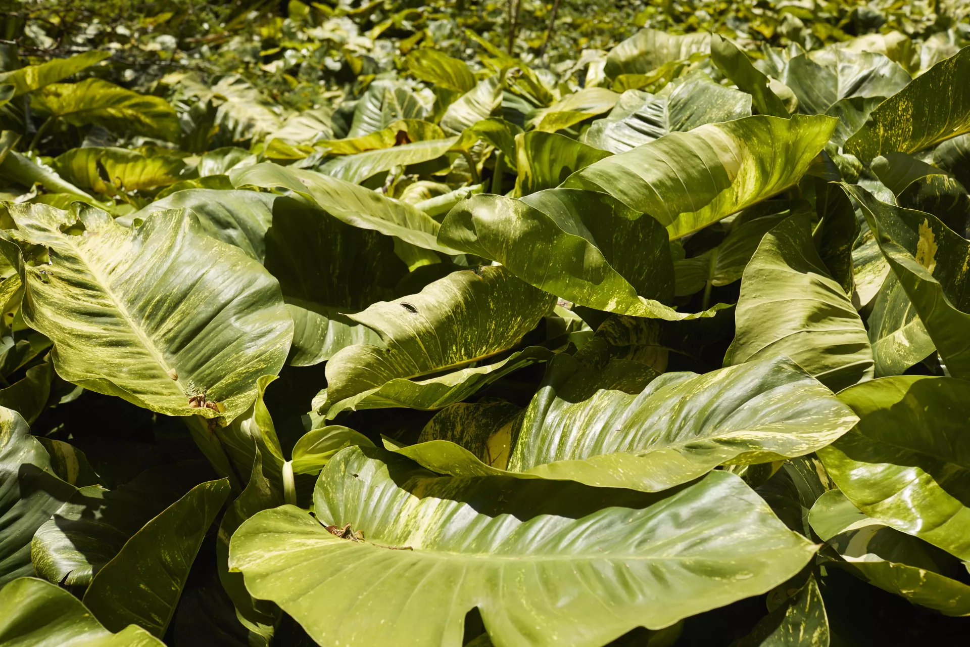 Allerton Garden Kauai