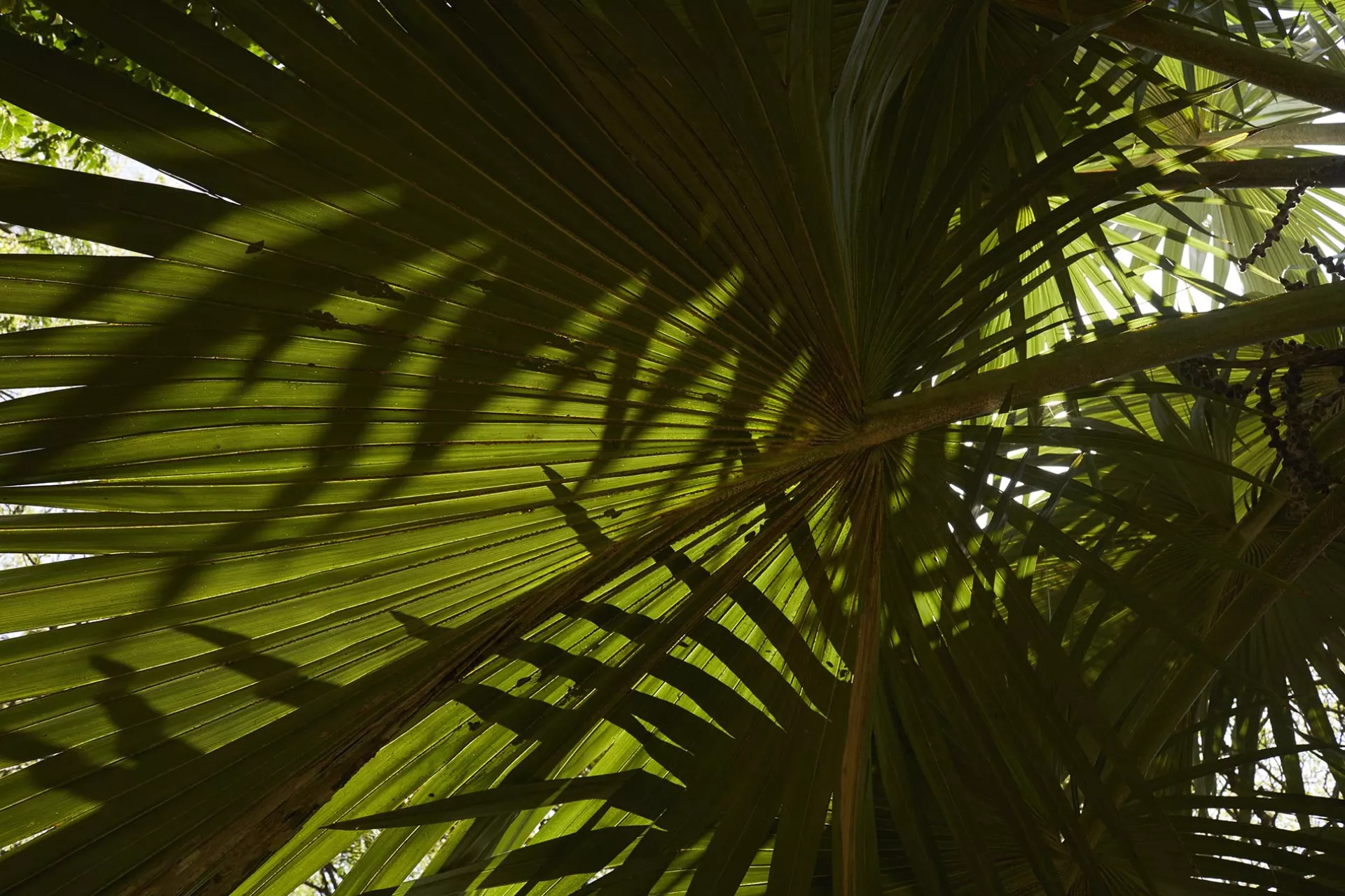 Allerton Garden leaves Kauai