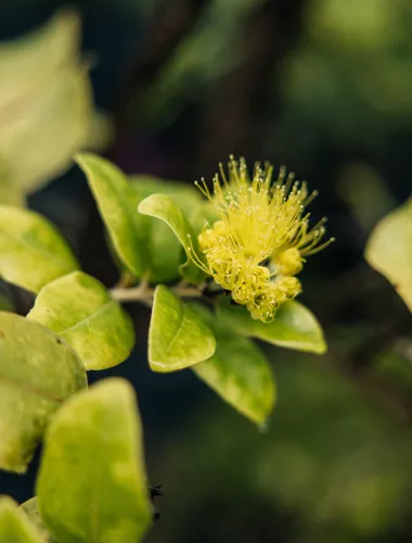 Sustainable Travel Tips Oʻahu Sustainable Travel Tips