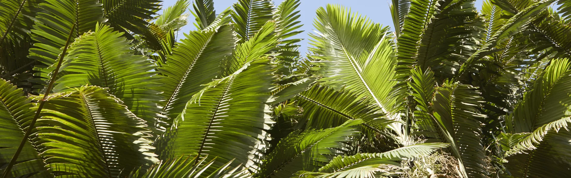 Leaves on Island of Hawaii
