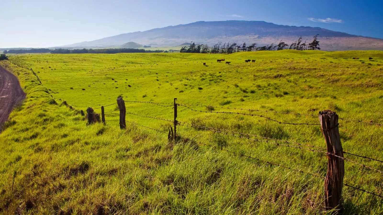Hear a Hawaiian Chant Vast green pastureland with a dirt road and a rustic barbed wire fence, set against a backdrop of rolling hills and a clear blue sky.