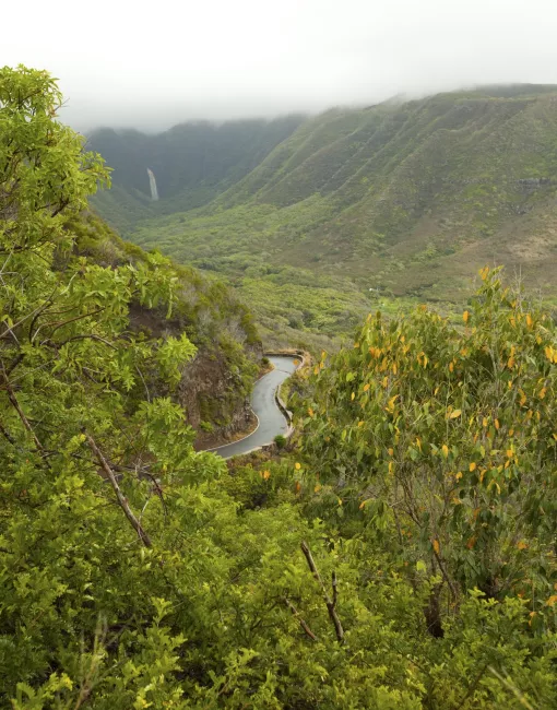 Getting Around Aerial shot of a lush tropical forest in Molokai
