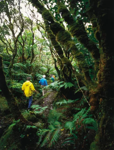 East End A guided tour through a tropical forest on the east end of Molokai
