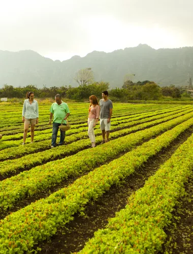 Group of people touring a lush green farm with rows of crops and mountains in the background.