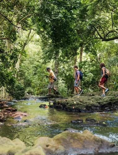 Reforestation in the Hawaiian Islands