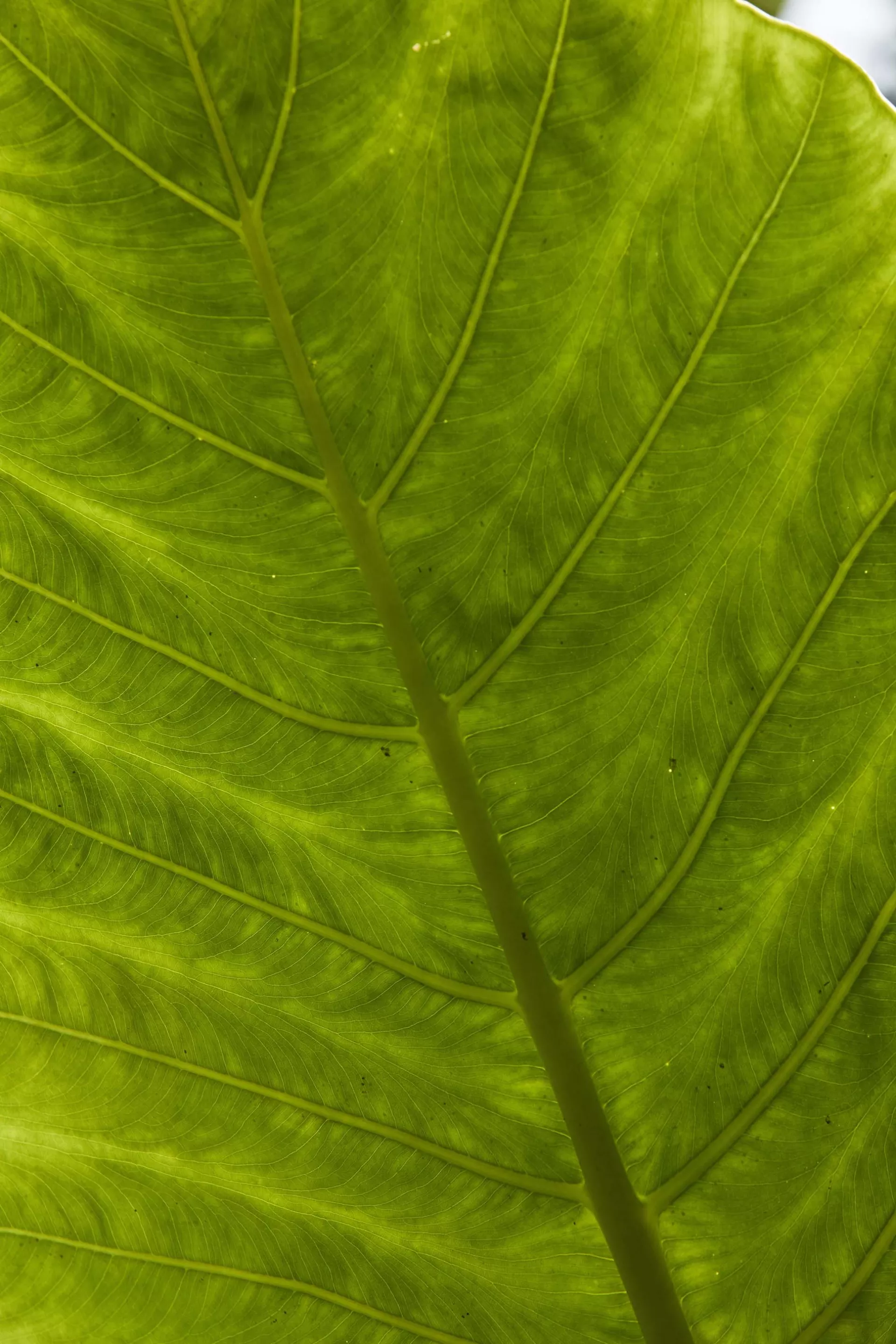 Leaf shot