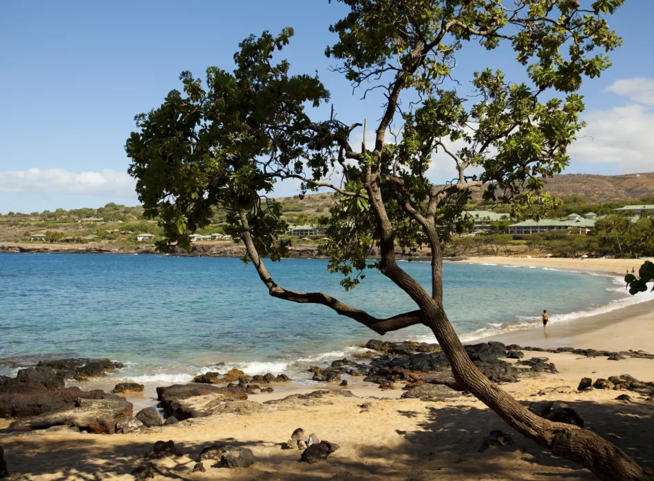 A tranquil beach with clear waters, a sandy shore, rocky accents, and a tree framing the scene under a sunny sky.
