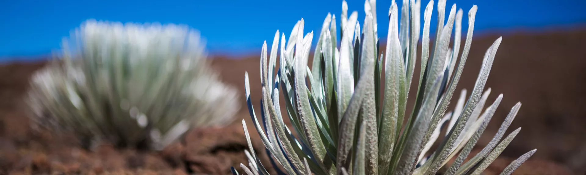 Ahinahina Silversword plants